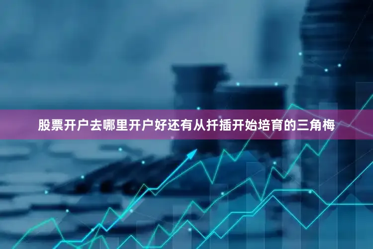 股票开户去哪里开户好还有从扦插开始培育的三角梅